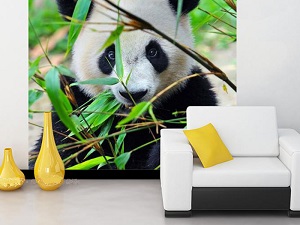 fon-fotooboi-panda